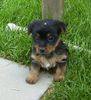 Australian Silky Terrier Hund