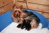 Australian Silky Terrier Hund