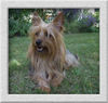 Australian Silky Terrier Hund