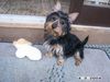 Australian Silky Terrier Hund