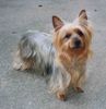 Australian Silky Terrier Hund