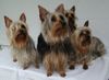 Australian Silky Terrier Hund