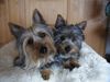 Australian Silky Terrier Hund