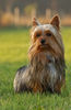 Australian Silky Terrier Hund