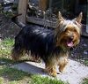 Australian Silky Terrier Hund