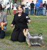 Australian Silky Terrier Hund