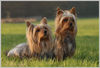 Australian Silky Terrier Hund