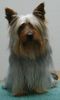 Australian Silky Terrier Hund