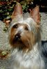 Australian Silky Terrier Hund