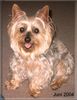 Australian Silky Terrier Hund