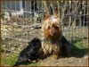 Australian Silky Terrier Hund