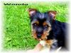 Australian Silky Terrier Hund