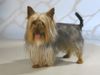 Australian Silky Terrier Hund