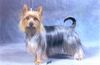 Australian Silky Terrier Hund