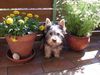 Australian Silky Terrier Hund