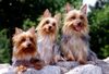 Australian Silky Terrier Hund