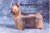 Australian Silky Terrier Hund