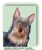 Australian Silky Terrier Hund