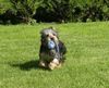 Australian Silky Terrier Hund