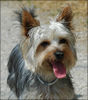 Australian Silky Terrier Hund