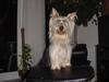 Australian Silky Terrier Hund