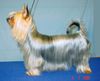 Australian Silky Terrier Hund