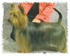 Australian Silky Terrier Hund