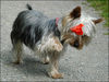 Australian Silky Terrier Hund