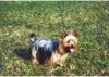 Australian Silky Terrier Hund