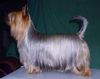 Australian Silky Terrier Hund