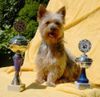 Australian Silky Terrier Hund