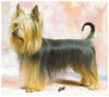 Australian Silky Terrier Hund