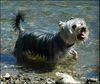 Australian Silky Terrier Hund