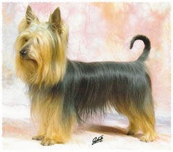 Australian Silky Terrier Karlyermai Trail Blaza