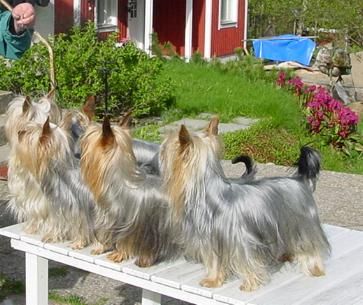 Australian Silky Terrier Silky Coats