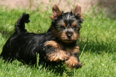 Australian Silky Terrier Wirbelwind