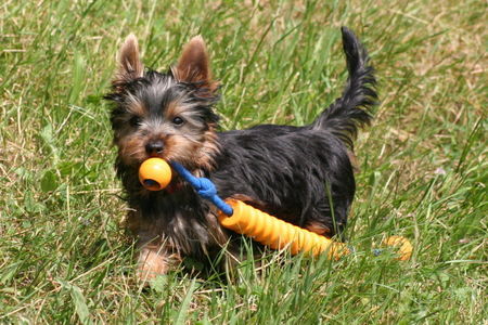 Australian Silky Terrier Shari beim aportieren:-)