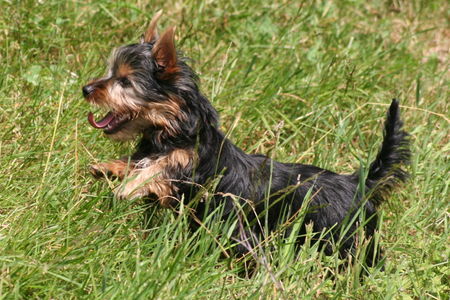 Australian Silky Terrier Schnappschuss