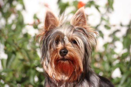 Australian Silky Terrier Portrait