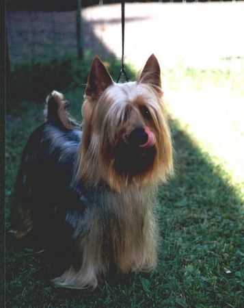 Australian Silky Terrier Bombix Moren Querido Tonto