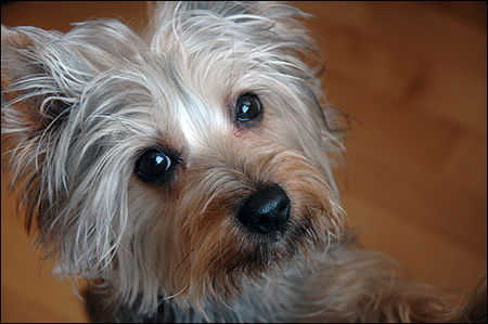 Australian Silky Terrier Mein Mädi