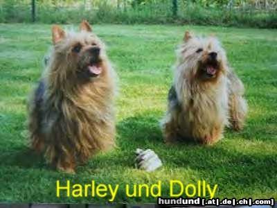 Australian Terrier Harley und Dolly ( Doricas )