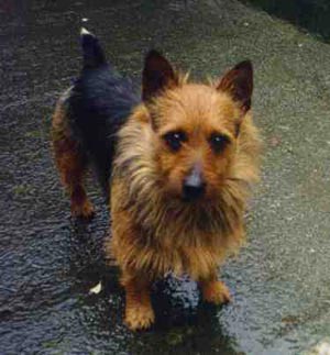 Australian Terrier