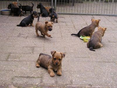 Australian Terrier Doricas Aussie Welpen