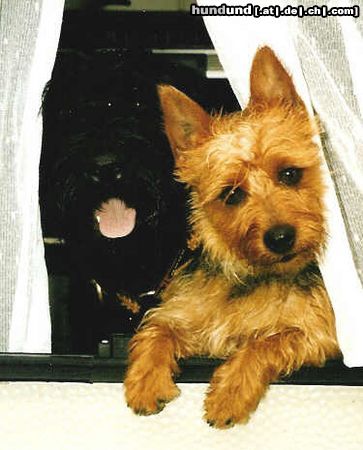 Australian Terrier Amy + Haphiera immer dabei!