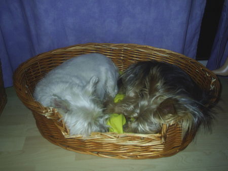 Australian Terrier MOZART UND DINGO