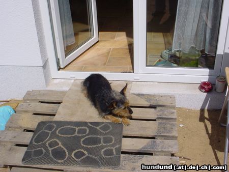 Australian Terrier unsere Nellie beim Sonnenbaden