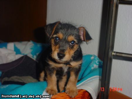 Australian Terrier