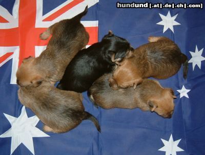 Australian Terrier Va Bene Australian Terrier Welpen