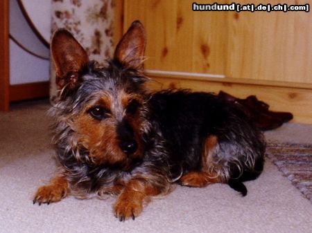 Australian Terrier unsere Nellie